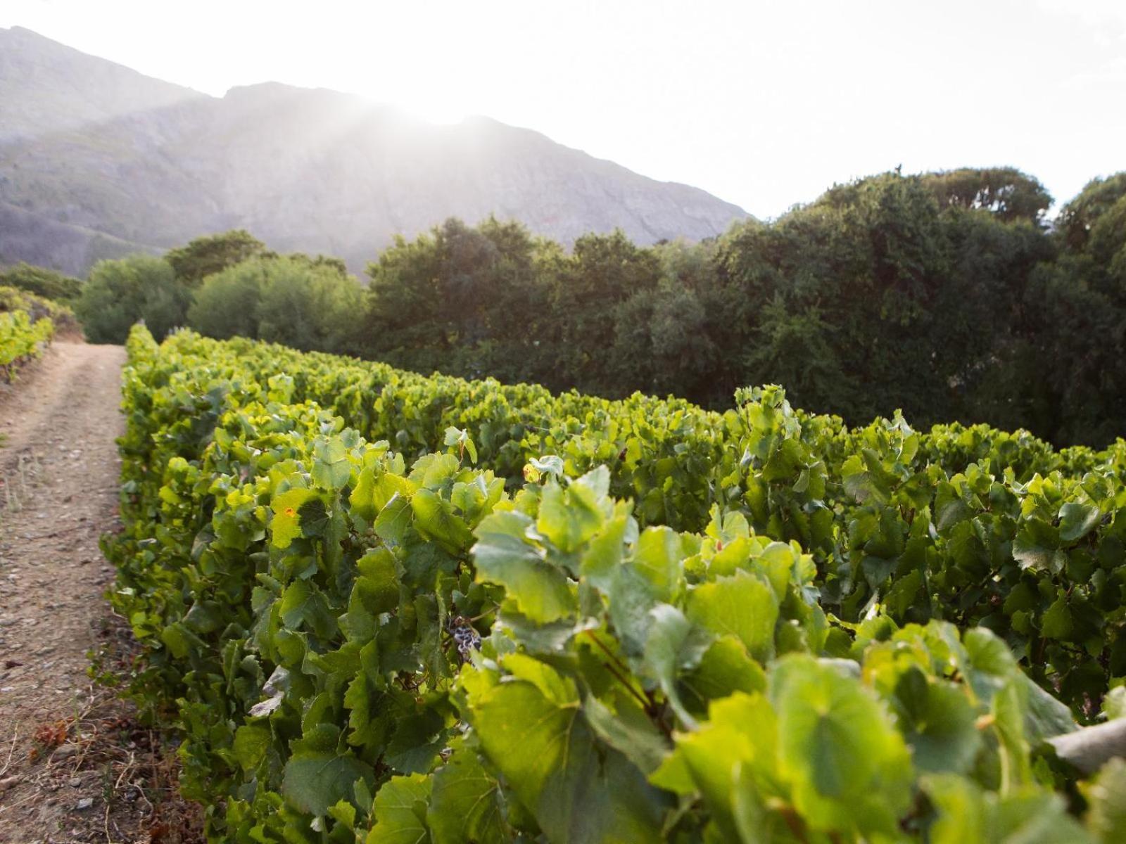 Maison Montagne Franschhoek Buitenkant foto