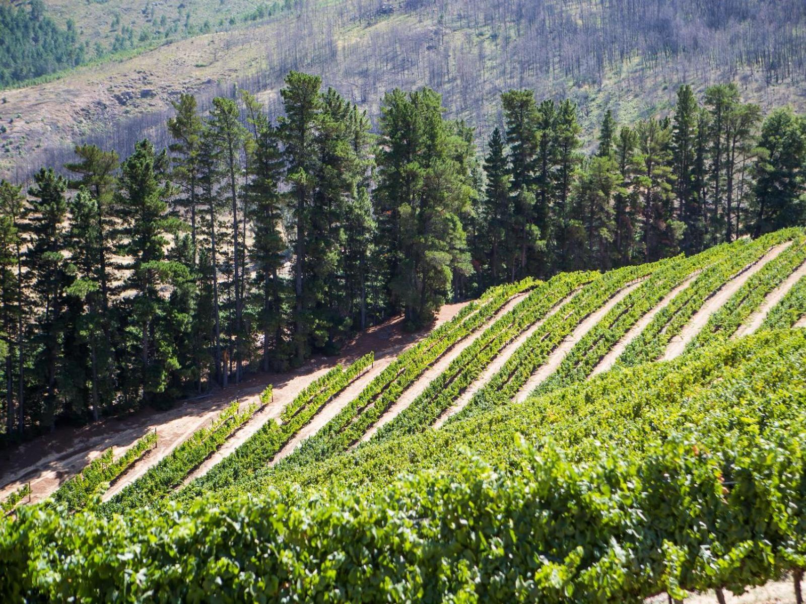 Maison Montagne Franschhoek Buitenkant foto